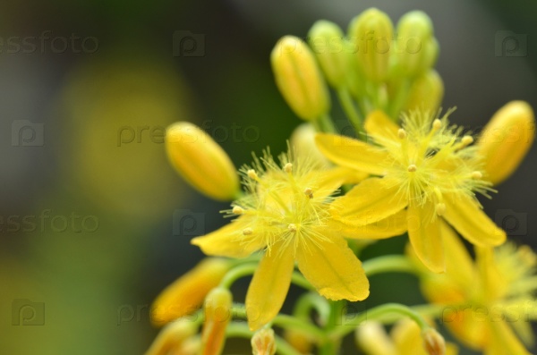S. African plant Bulbine natalensis also known with common name Bulbine, stock photo