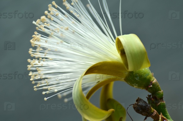 Detail flower of shaving bush tree in tropical region, stock photo