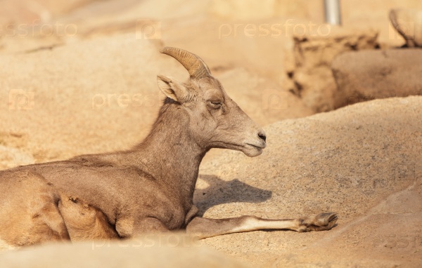 Desert Bighorn sheep, Ovis canadensis, in the California desert