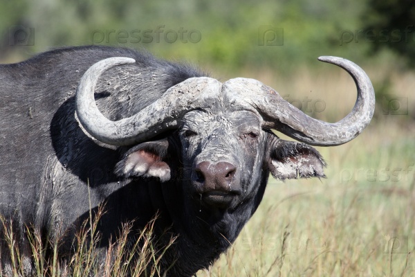 Cape Buffalo (Syncerus caffer) bull, Eastern Cape, South Africa