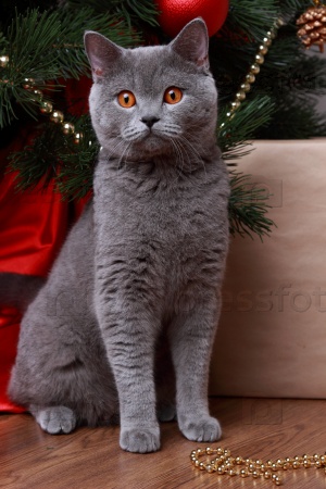 british gray cat on Christmas over wooden background on Holiday theme/funny cat and christmas tree