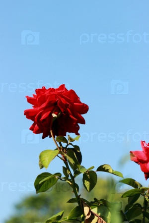 outdoor image of red rose in the summer garden, Moscow, Russia