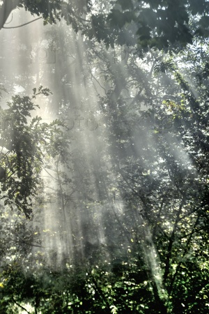The effects that make the sun\'s rays at dawn in the\
woods