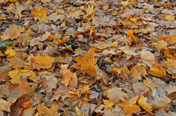 Листья На Земле Фото