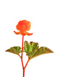 Similar image 36321