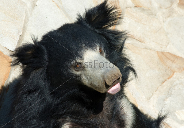 Фотография на тему Индийский медведь-губач | PressFoto