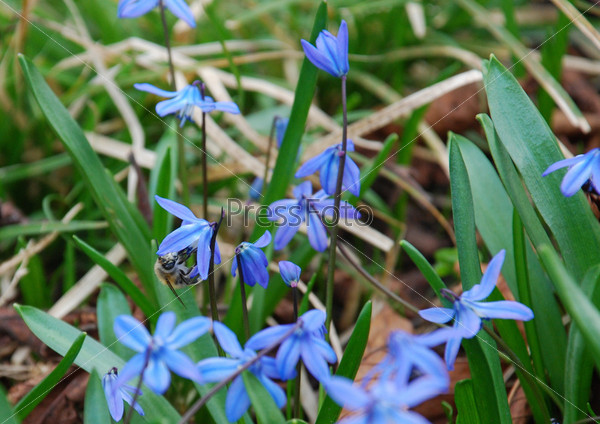 Комнатные цветы с синими цветками — топ коллекция