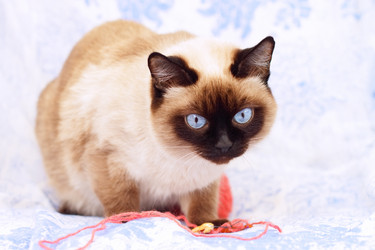 Similar image 100073