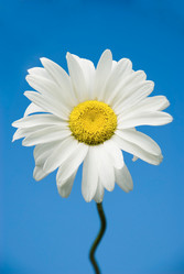 Similar image 100085