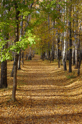 Similar image 100110