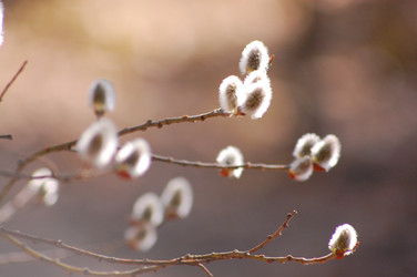 Similar image 100202