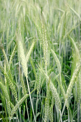 Similar image 100365