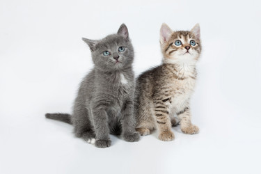 Similar image 100392