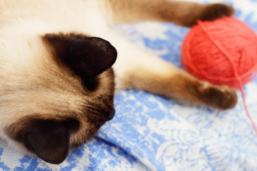 Similar image 100503