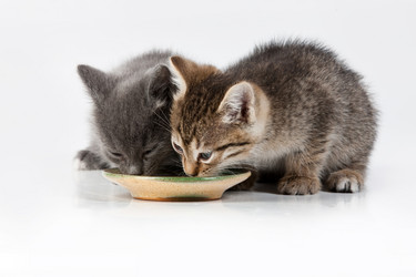 Similar image 100527