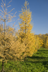 Similar image 100572