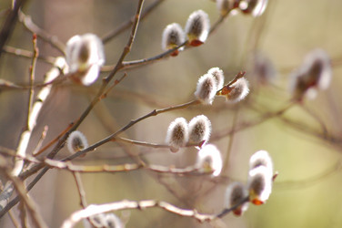 Similar image 100610