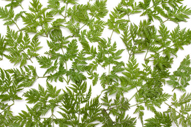 Similar image 100613