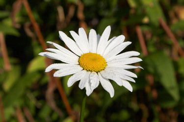 Similar image 100657