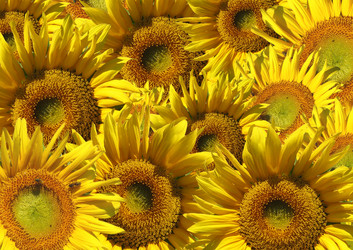 Similar image 100706