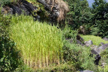 Similar image 100785