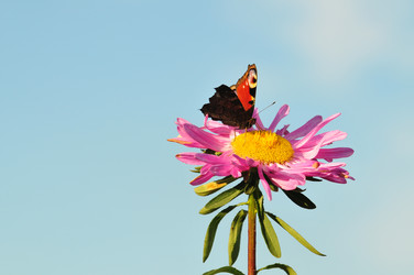 Similar image 101162