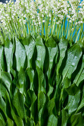 Similar image 101219