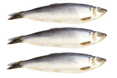 Similar image 101251