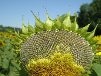 Similar image 101285