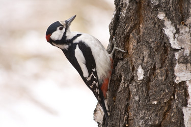 Similar image 101428