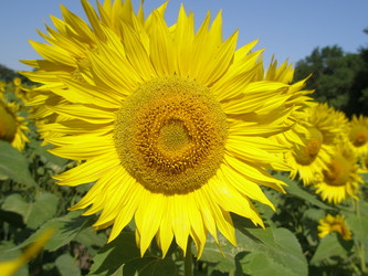 Similar image 101459