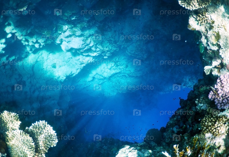 Фотография на тему Подводный ландшафт | PressFoto