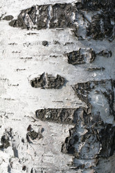 Similar image 101590