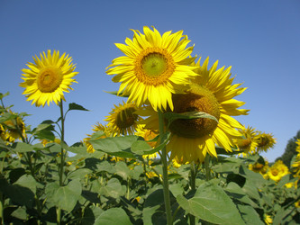 Similar image 101709