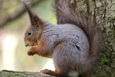 Similar image 102009