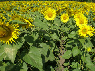 Similar image 102099