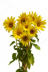 Similar image 102239