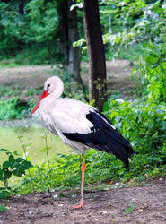 Similar image 102381