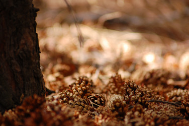 Similar image 102515