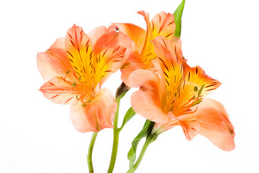 Similar image 102567