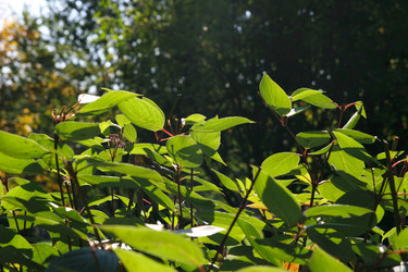 Similar image 102819