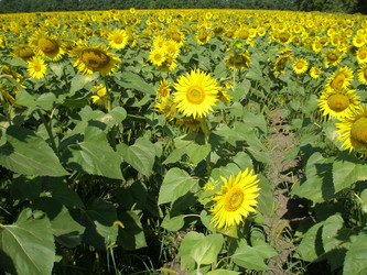 Similar image 102916