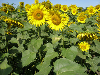 Similar image 102917