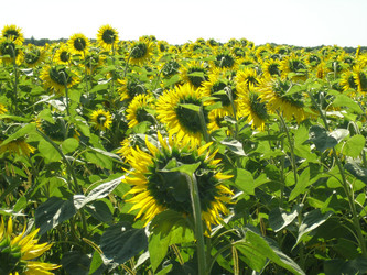 Similar image 102918