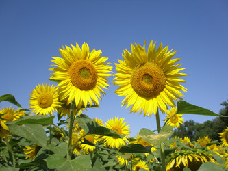 Similar image 103302