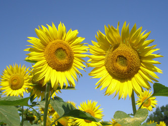 Similar image 103304