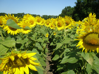 Similar image 103308