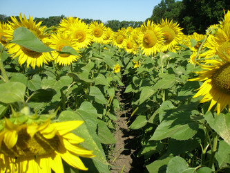 Similar image 103309