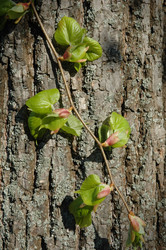 Similar image 103623