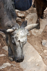 Similar image 103635